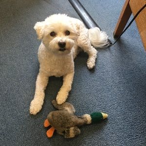 Meet your Posher, Betsy